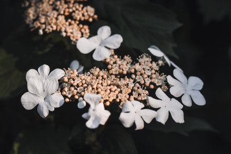 Closeup macro of flowers in spring season