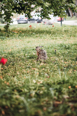 Photo of a wild rabbit or bunny in a park in spring