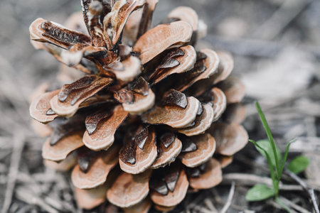 Closeup macro of a pine coneの写真素材