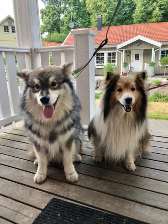 Portrait of a young Finnish Lapphund dog and a Sheltie or Shetland Sheepdog