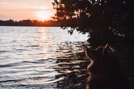 Portrait of a young Finnish Lapphund dog sitting at lake during sunsetの写真素材