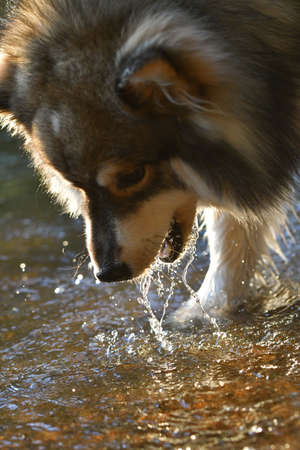 Portrait of a young Finnish Lapphund dog playing in water at a lakeの写真素材