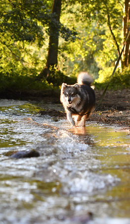 Portrait of a young Finnish Lapphund dog playing in water at a lakeの写真素材