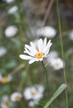Closeup macro of white flower in spring seasonの写真素材