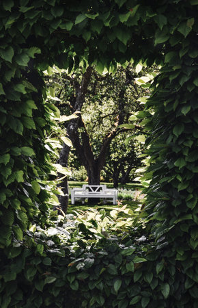 Photo of a hole in a hedge, natural frame