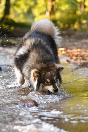 Portrait of a young Finnish Lapphund dog playing in water at a lakeの写真素材