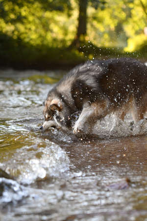 Portrait of a young Finnish Lapphund dog playing in water at a lakeの写真素材