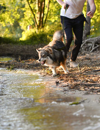 Portrait of a young Finnish Lapphund dog playing in water at a lakeの写真素材