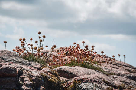 Photo of small plants or flowers growing at the seasideの写真素材