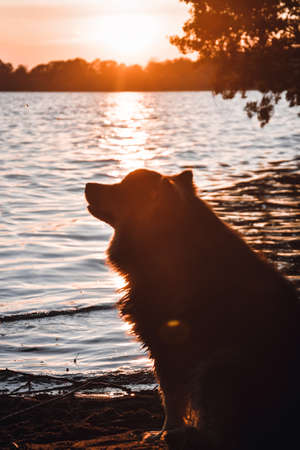 Portrait of a young Finnish Lapphund dog sitting at lake during sunsetの写真素材