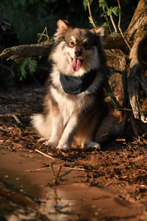 Portrait of a young and happy Finnish Lapphund dog wearing a bandana and sitting in nature during...