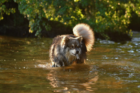 Portrait of a young Finnish Lapphund dog playing in water at a lakeの写真素材