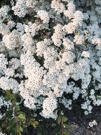 Full frame background photo of white flowers on a bush