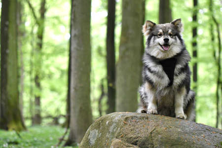 Portrait of a purebred Finnish Lapphund dog sitting outdoors in forest on a stoneの写真素材