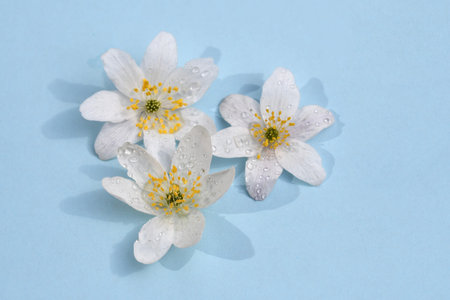 Overhead photo of white spring flowers with water drops on, light blue background