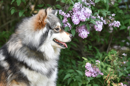 Portrait of a purebred Finnish Lapphund dog lying outdoors among flowers in springの写真素材