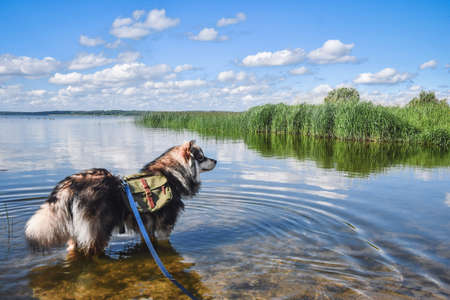 Portrait of a young Finnish Lapphund dog wearing a backpack and standing outdoors in natureの写真素材