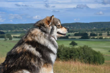 Portrait of a young Finnish Lapphund dog wearing a bandana and sitting outdoors in natureの写真素材