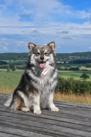 Portrait of a young Finnish Lapphund dog wearing a bandana and sitting outdoors in nature