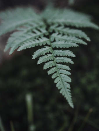 Closeup macro of a green fern plant in the forest or woodsの写真素材