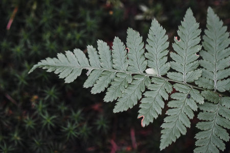 Closeup macro of a green fern plant in the forest or woods