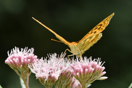 Closeup or macro of an insect in the form of a butterfly on a pink flower