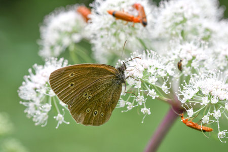 Closeup or macro of an insect in the form of a butterfly sitting on a white flowerの写真素材