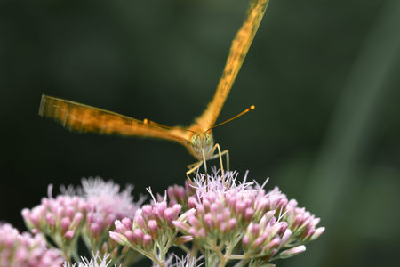 Closeup or macro of an insect in the form of a butterfly on a pink flower