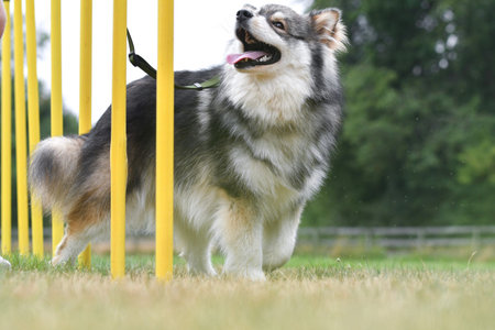 Photo of a young Finnish Lapphund dog training agility or slalom on course outdoors