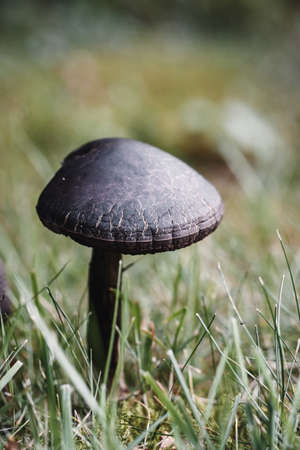 Closeup or macro of a black mushroom in green grass outdoorsの写真素材