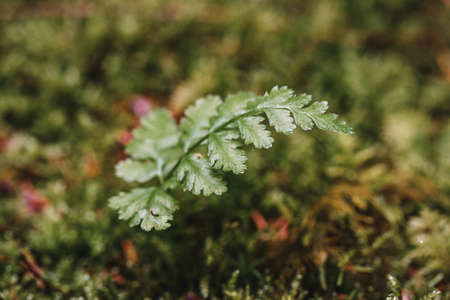 Closeup or macro of a green fern in the forest or woodsの写真素材