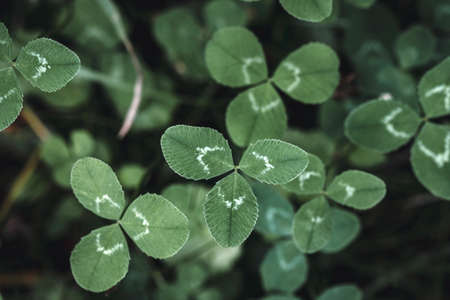 Closeup or macro of three clover plant in forest or woodsの写真素材