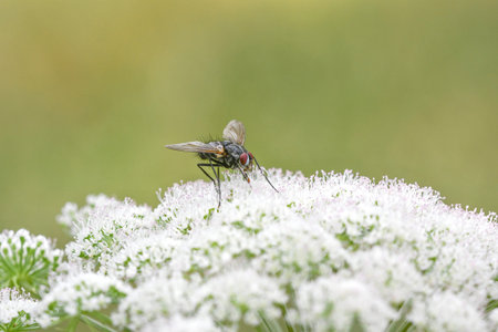 Closeup or macro of a fly on flower