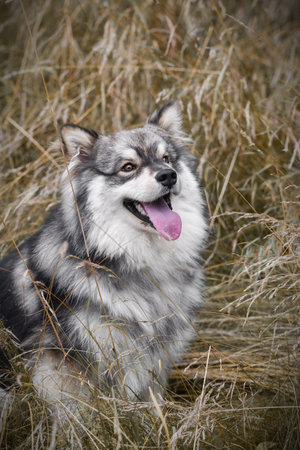 Portrait of a young Finnish Lapphund dog