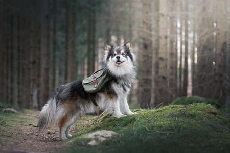 Portrait of a Finnish Lapphund dog wearing adventure backpack outdoors in the forest or woodsの写真素材