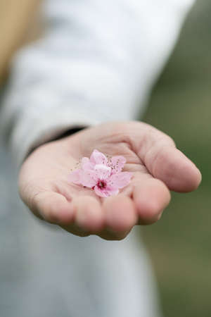 A woman holding pink cherry blossom flowers outdoorsの写真素材