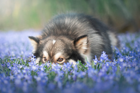 Portrait of a Finnish Lapphund dog outdoors among blue flowers in spring season