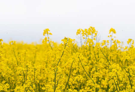 photo of yellow and colorful rapeseed or colza flower fieldの写真素材