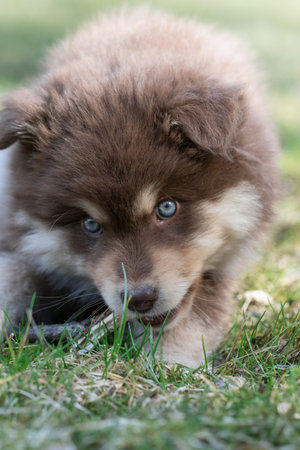 Portrait of a Finnish Lapphund dog and puppy outdoorsの写真素材
