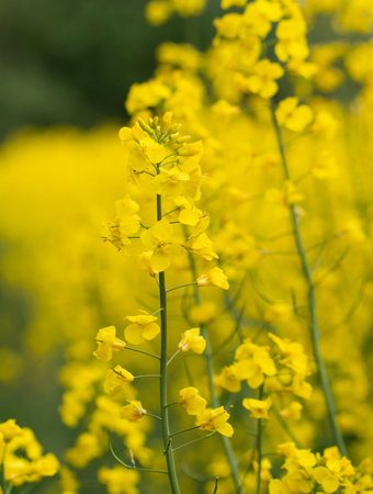 photo of yellow and colorful rapeseed or colza flower field