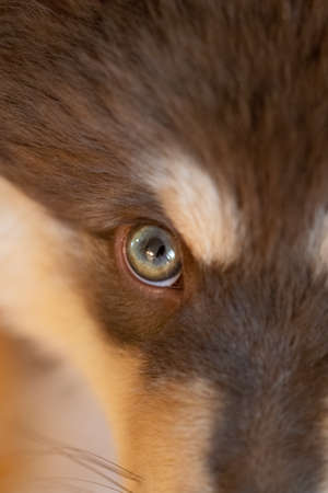 Closeup or macro of an eye of a Finnish Lapphund dog or puppyの写真素材