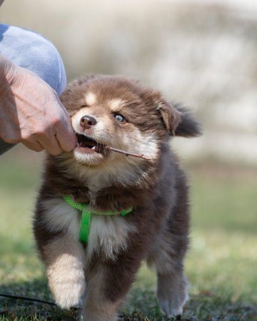Portrait of a Finnish Lapphund dog and puppy outdoorsの写真素材