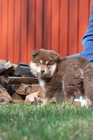 Portrait of a Finnish Lapphund dog and puppy outdoorsの写真素材