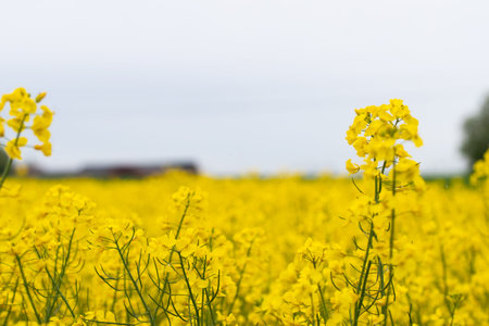 photo of yellow and colorful rapeseed or colza flower fieldの写真素材