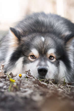 Portrait of a Finnish Lapphund dog lying down outdoorsの写真素材