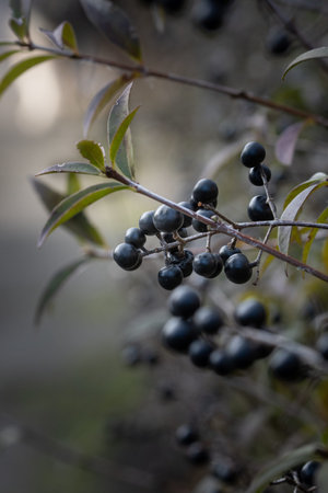 Photo of black berries on a bush in spring seasonの写真素材