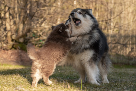 Portrait of a Finnish Lapphund dog and puppy playing outdoors in the yard