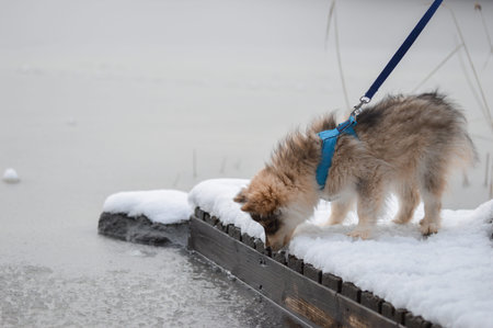 Portrait of a young Finnish Lapphund puppy at a lake during winter season and snowの写真素材
