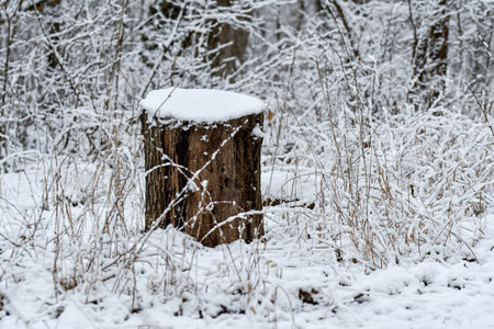 Closeup of macro of tree covered in snow during winter seasonの写真素材