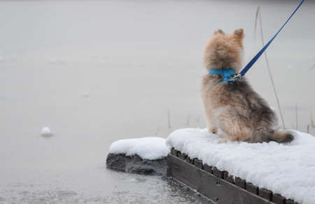 Portrait of a young Finnish Lapphund puppy at a lake during winter season and snowの写真素材